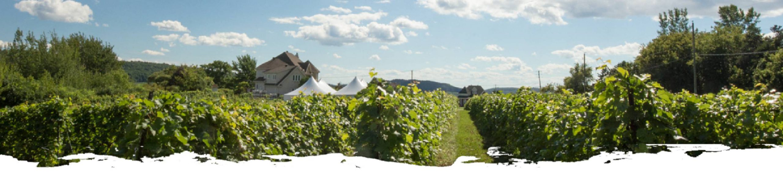 vignoble-header