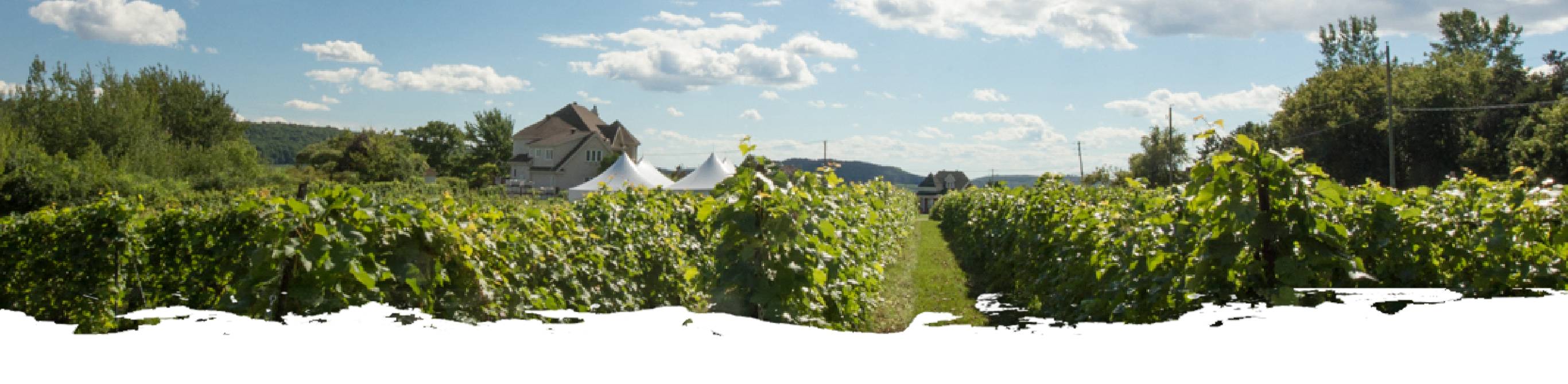 vignoble-header